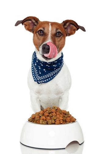 🐶 Tail-Wagging Meals – Nutritious Food for Happy Dogs.
