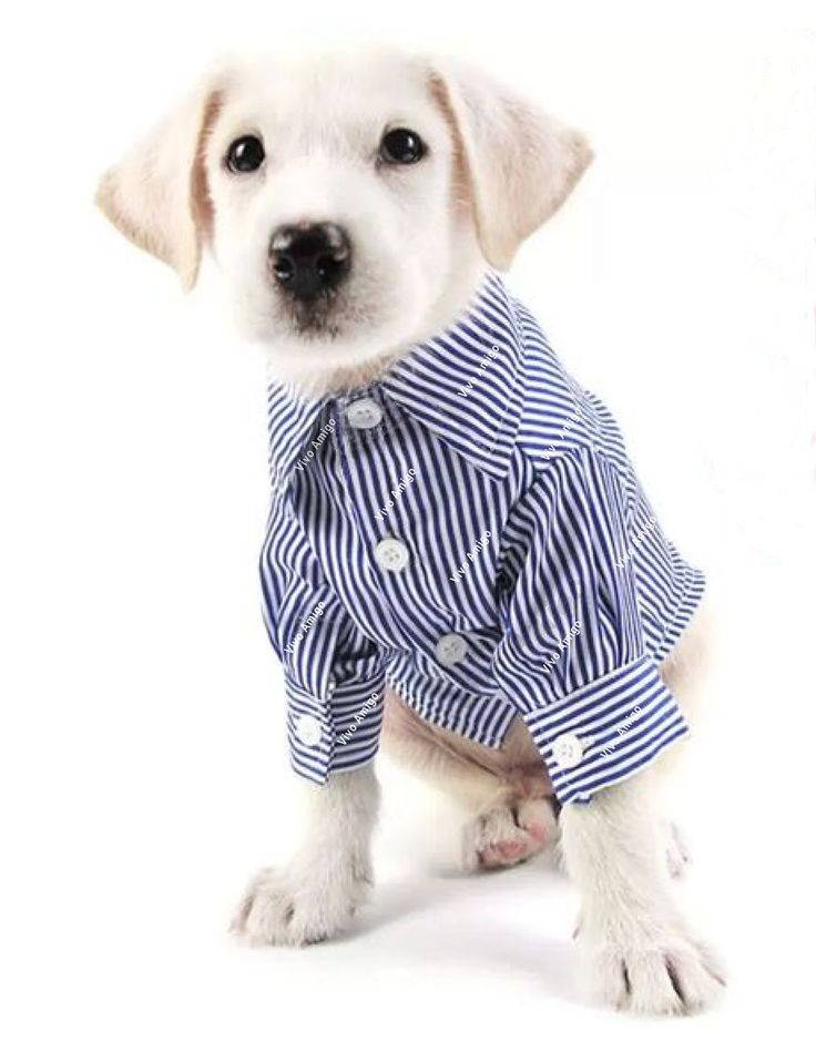 🐶 Pup Style – Trendy Outfits & Must-Have Accessories for Dogs